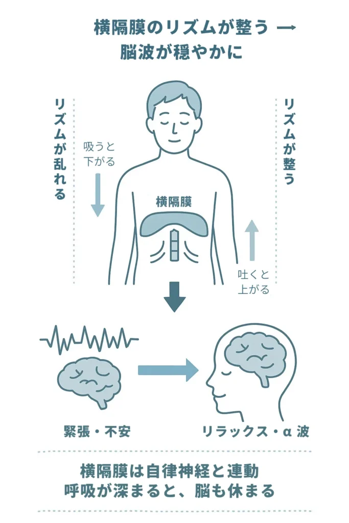 横隔膜の動きが整うことで脳波が安定し、リラックス状態になる仕組みを示した図解