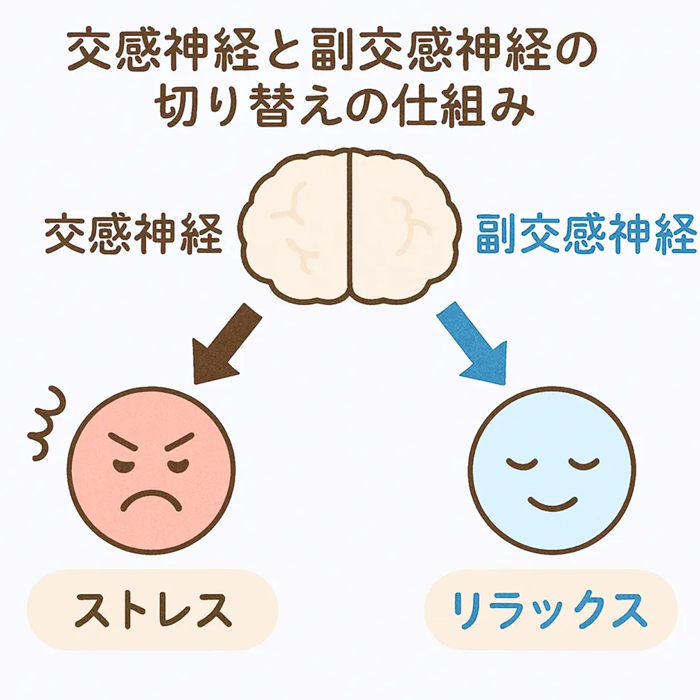 交感神経と副交感神経の切り替えでストレスとリラックスがコントロールされる仕組みの図解