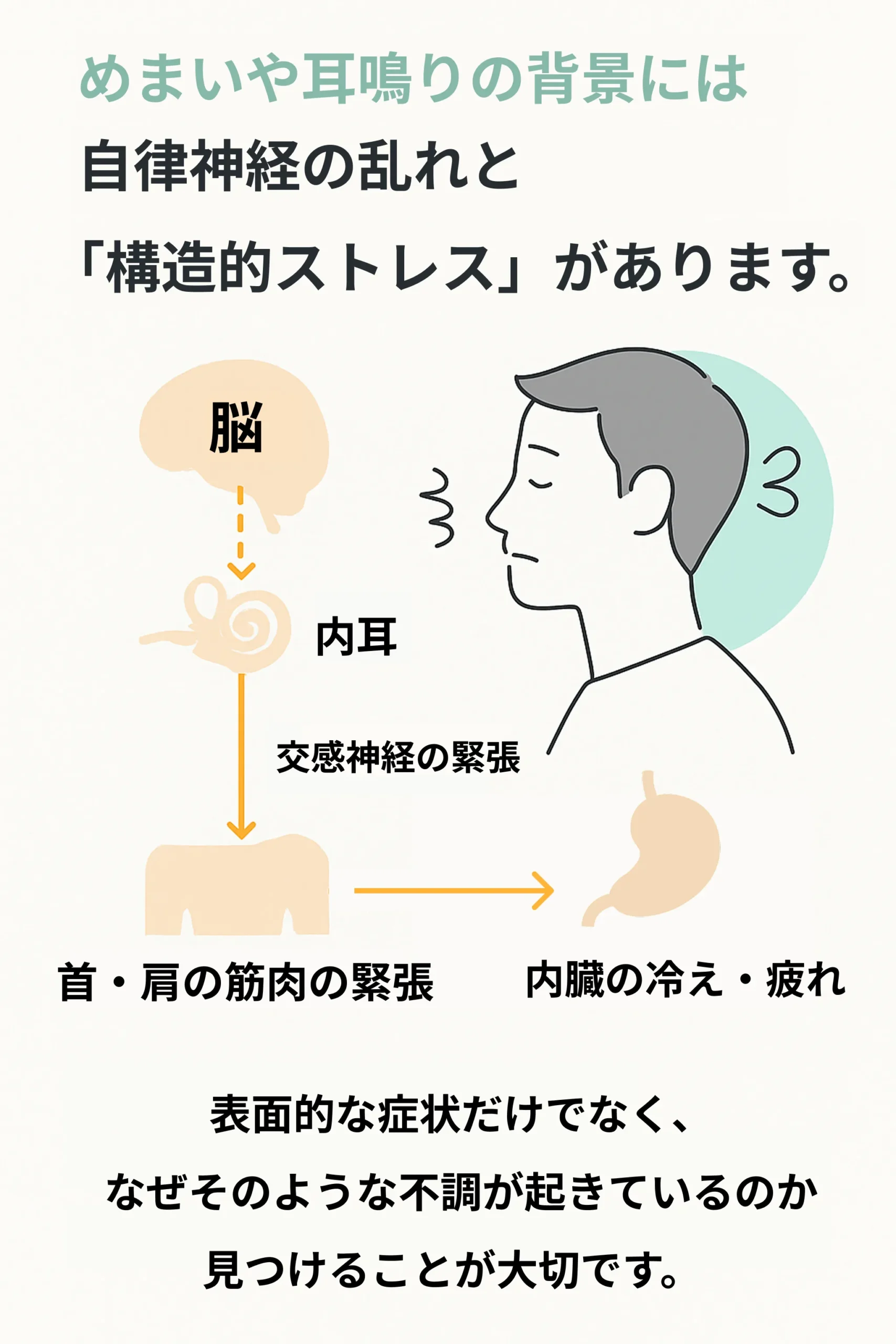 脳・内耳・交感神経・首肩の筋肉のつながりを示した図。自律神経のバランスと首肩の構造的緊張が内臓に影響し、めまいや耳鳴りを引き起こすメカニズムを解説。